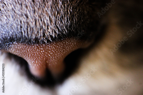 macro del naso rugoso del mio gatto photo