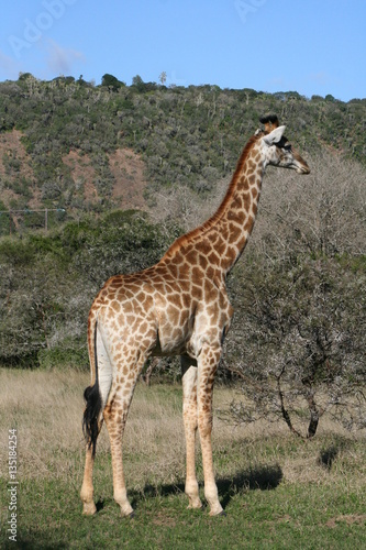 Giraffes in African landscape