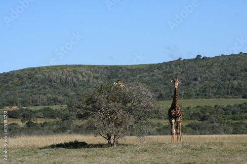 Photography Giraffes in African landscape