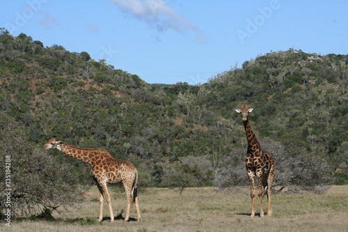 Canvas Print Giraffes in African landscape