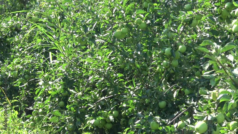 Apple orchards in the nature Apple orchards in the nature