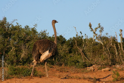 Ostrich in African landscape