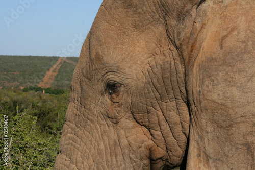 Close up Elephants in African landscape