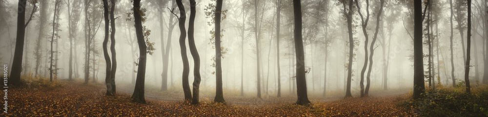 Panoramic forest landscape. Trees and fog on rainy day in natural woods panorama - obrazy, fototapety, plakaty 