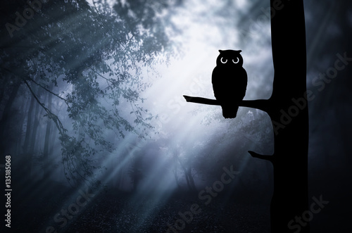 Gloomy Halloween landscape. Owl silhouette on tree branch in dark scary forest at night