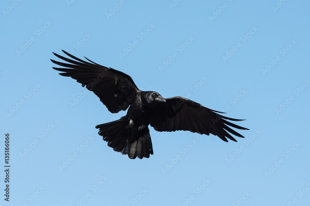 Naklejka premium Carrion Crow, Crow, Corvus Corone