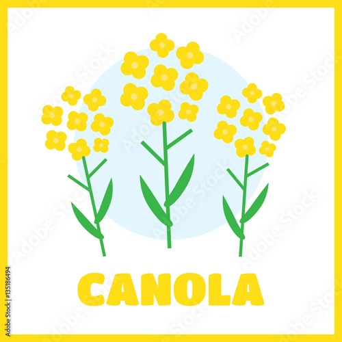 Canola flower vector illustration