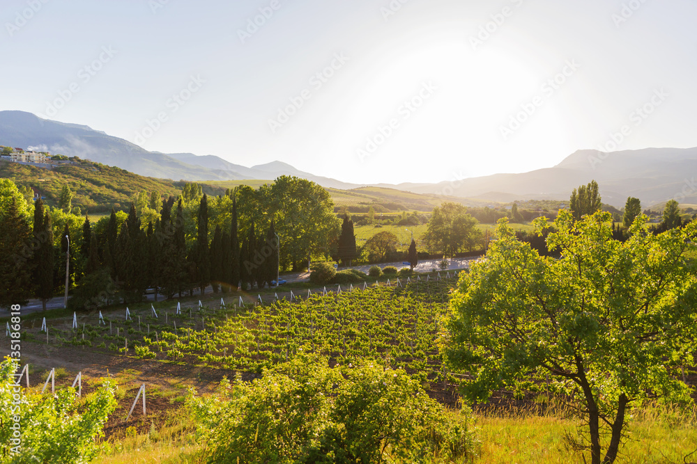 Fototapeta premium Panorama view on vineyards near Alushta. Summer sunset with clear blue sky. Crimea, Russia.