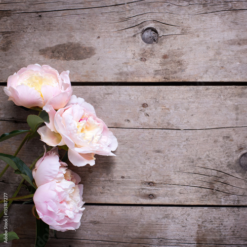 Fresh pink peonies flowers on vintage wooden background.