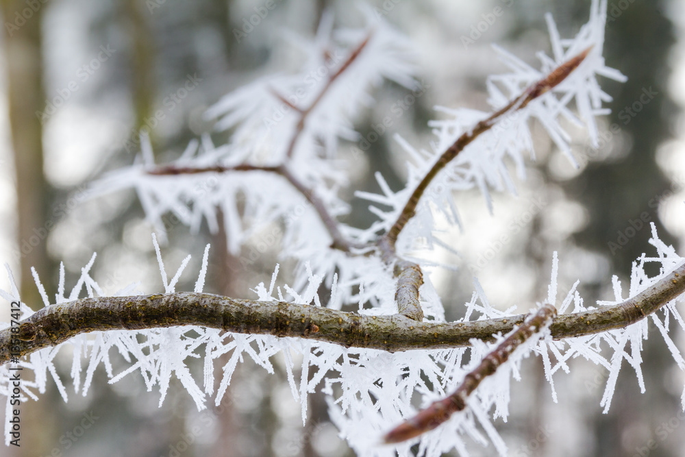 Large ice needles on a little branch. Large ice needles on a little branch.
