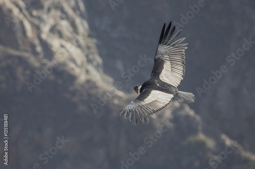 Condor viewed from above
