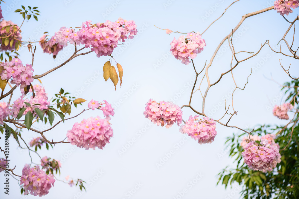 Tabebuia rosea is a Pink Flower neotropical tree and blue sky Tabebuia rosea is a Pink Flower neotropical tree and blue sky