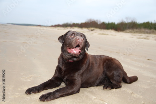 Regal Chocolate Labrador. Dog watching sea