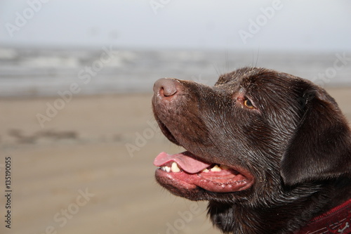 Regal Chocolate Labrador. Dog watching sea © dainav