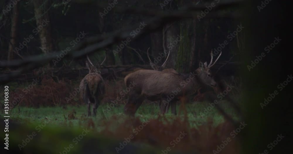 Young deers lock horns and play in forest. Young deers lock horns and play in forest.