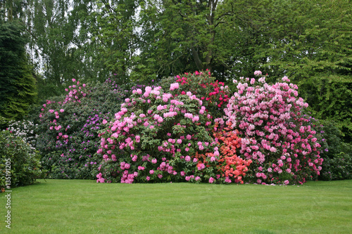 Colourful Rhododendron Bushes