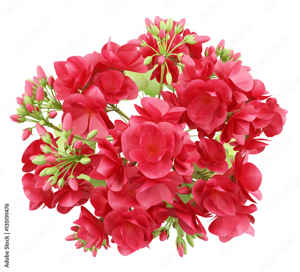 top view of red geranium flowers isolated on white background top view of red geranium flowers isolated on white background