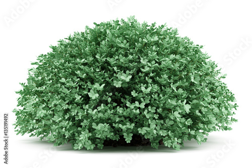 round boxwood plant isolated on white background photo