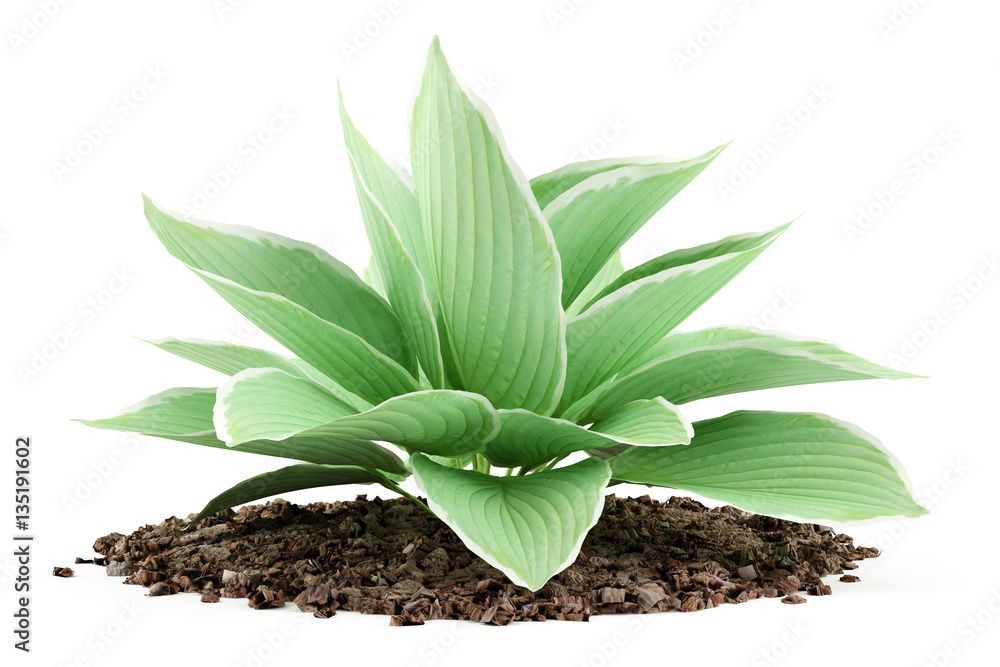hosta plant isolated on white background - obrazy, fototapety, plakaty 