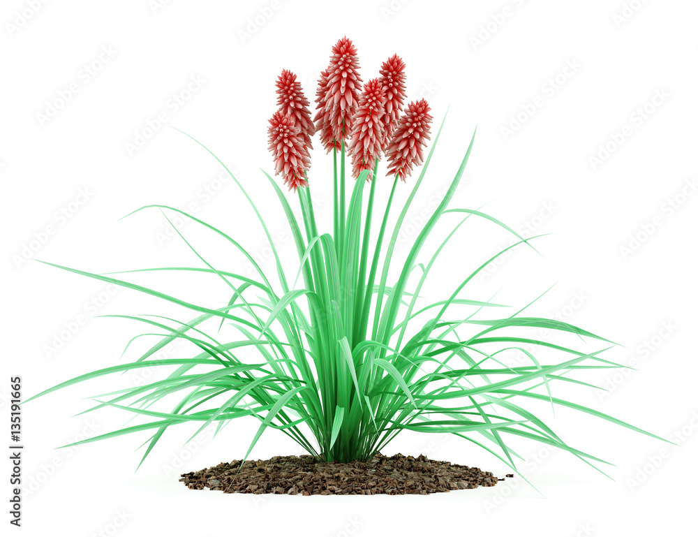 Fototapeta premium kniphofia plant isolated on white background