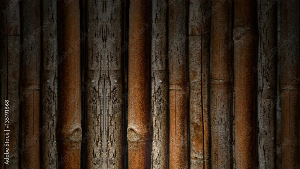 A rolling background of bamboo shoots highlighted by a subtle spotlight for use as a design element or video backdrop.. A rolling background of bamboo shoots highlighted by a subtle spotlight for use as a design element or video backdrop..
