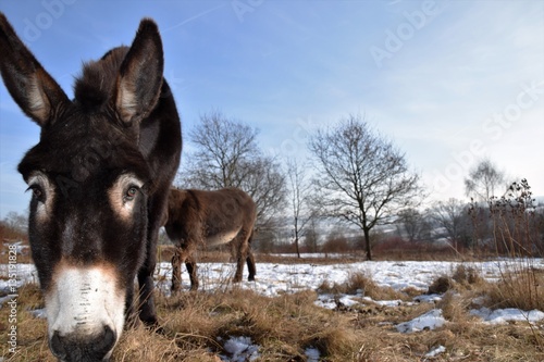 Ein Esel sucht Futter auf einer Weide draußen im Winter bei Schnee und Kälte in der Sonne.