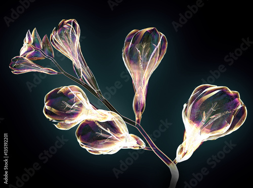 color glass flower isolated on black , the Freesia