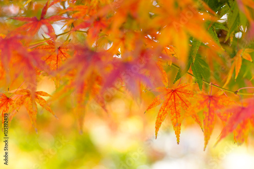 Maple forest