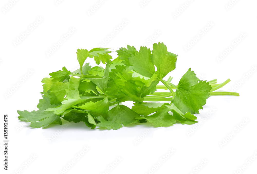 Celery leaves isolated on white background Celery leaves isolated on white background