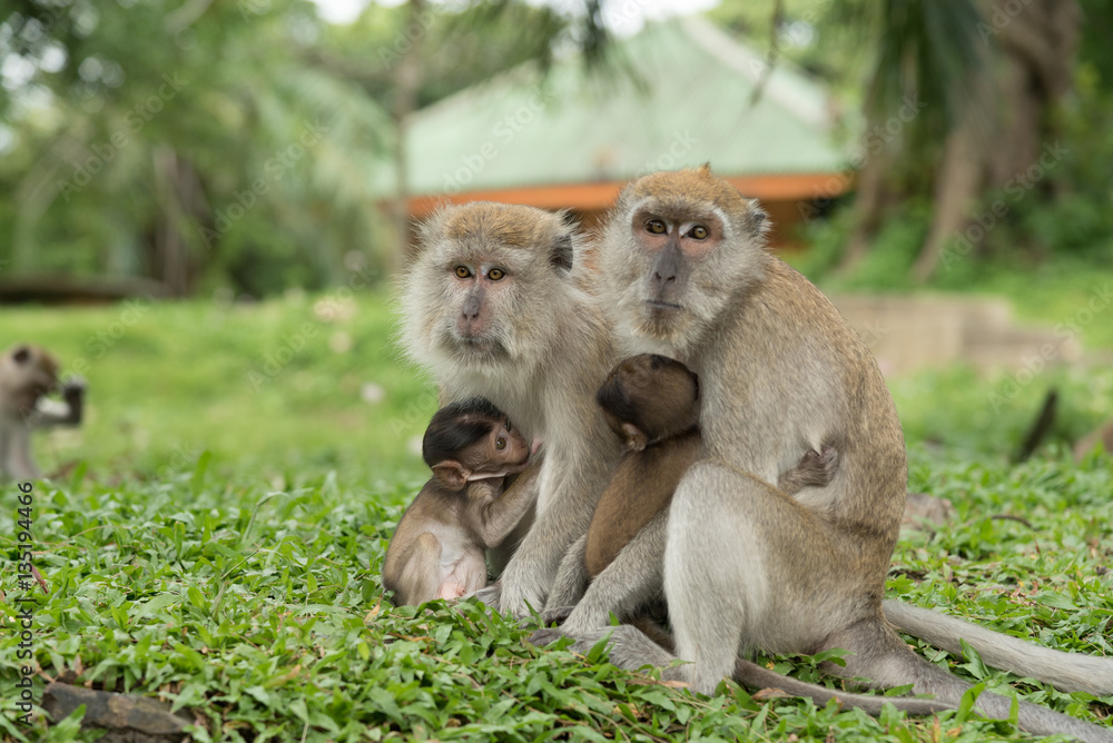 monkey in green field.