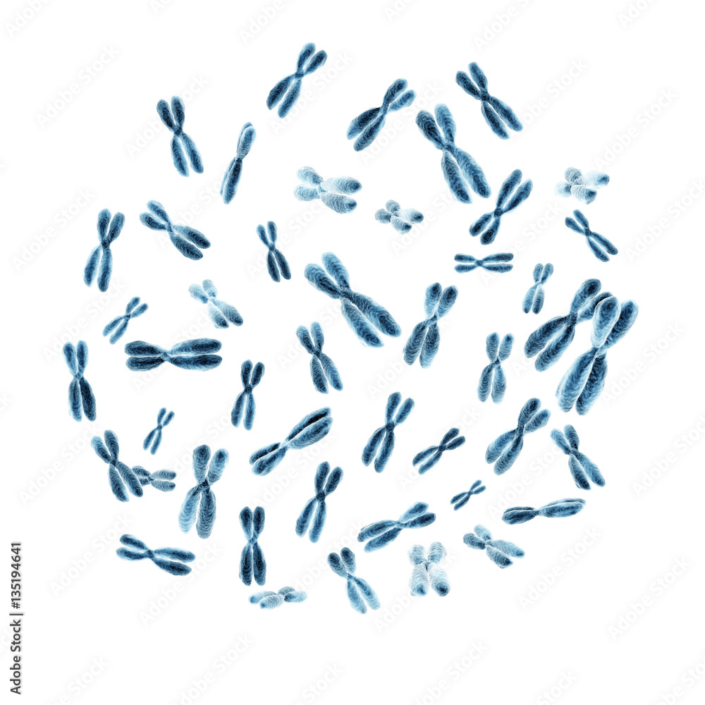 Obraz premium Set of human chromosomes
