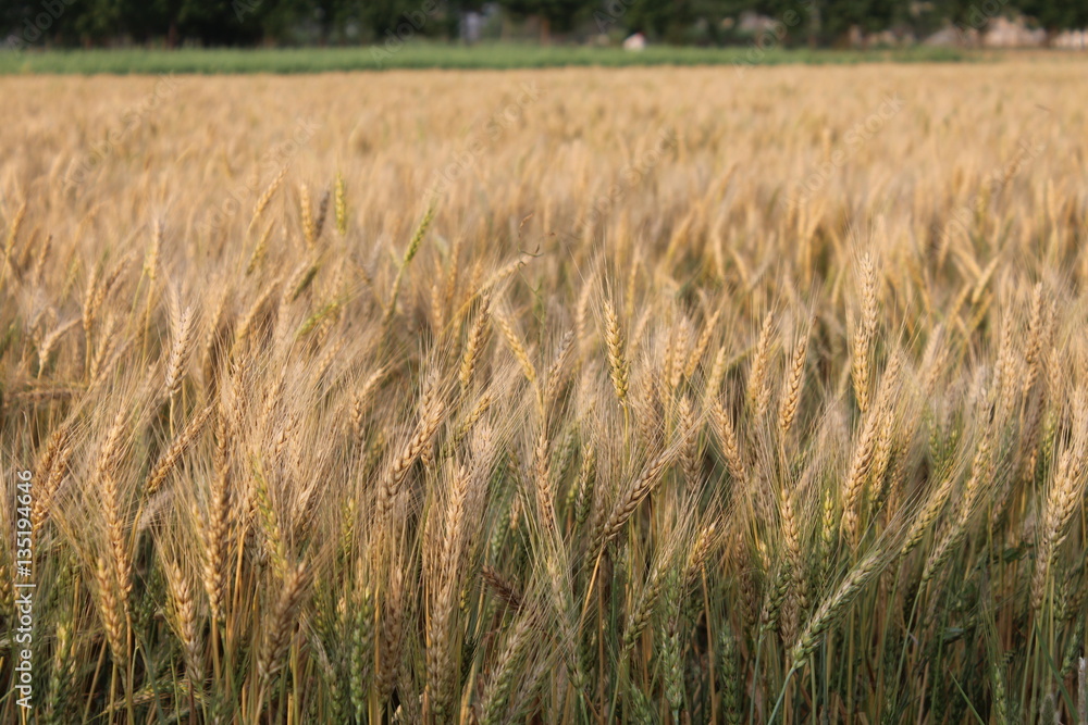 wheat field