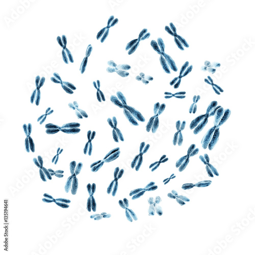 Set of human chromosomes photo