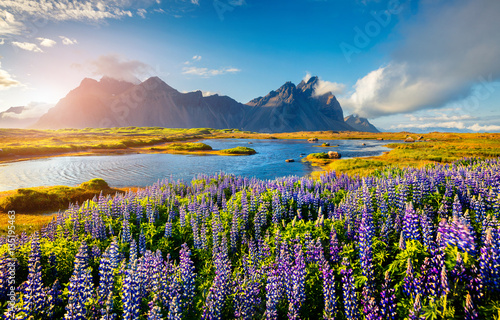 Blooming lupine flowers on the Stokksnes headland on the southeastern Icelandic coast. Iceland, Europe. Artistic style post processed photo. photo