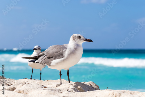 Two seagulls on sandy beach