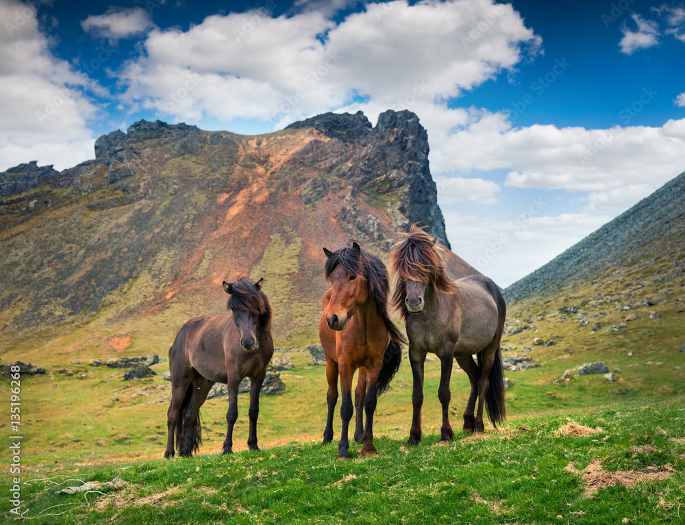 Developed from ponies - Icelandic horses.