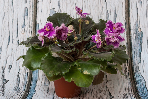 Saintpaulia varieties Rosie Ruffles D.Harrington with beautiful pink flowers.