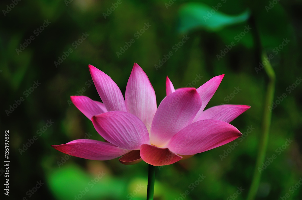 Water Lilies, The beautiful pink lotus flower  located at Terengganu Malaysia