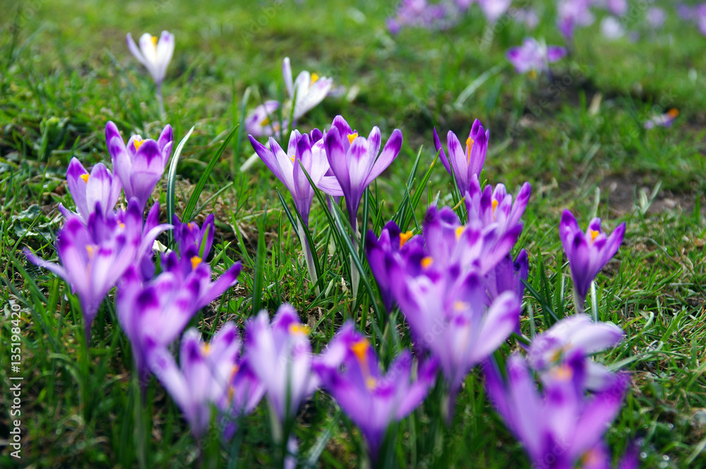 Crocuses on a mountain meadow