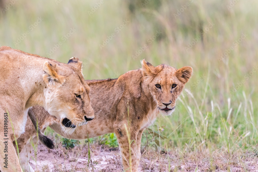Fototapeta premium Lion cub standing and watching
