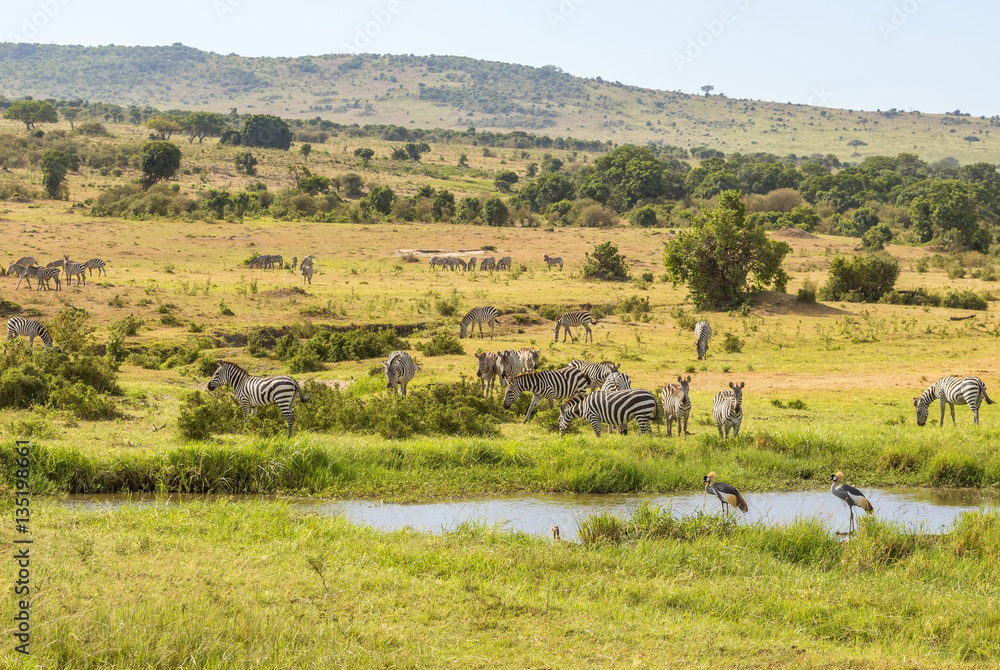 Zebras and cranes at a watering hole in the savanna