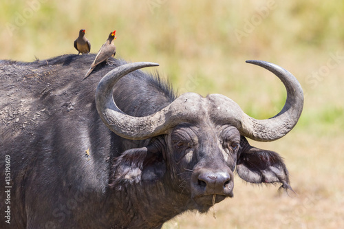 African buffalo with a watchful eye and with yellow-billed oxpecker on its head