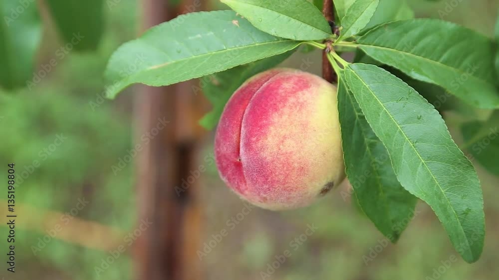 Ripe Peaches on tree in the orchard shaking on the hard wind. Ecological organic agriculture. Ripe Peaches on tree in the orchard shaking on the hard wind. Ecological organic agriculture.