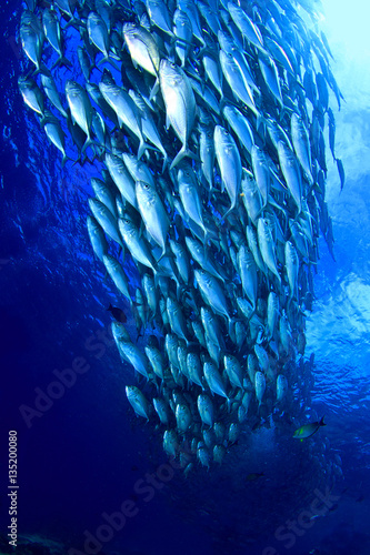 Banco de Jureles