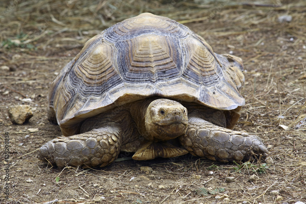 Gran tortuga de tierra