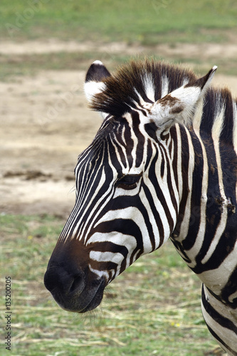Retrato de una zebra