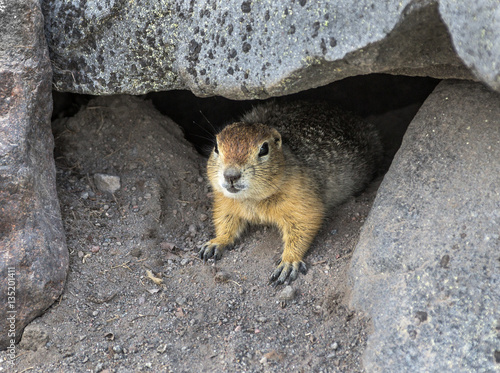 Kamchatka gopher (Spermophilus parryi) peeking out of mink - Kamchatka, Russia photo