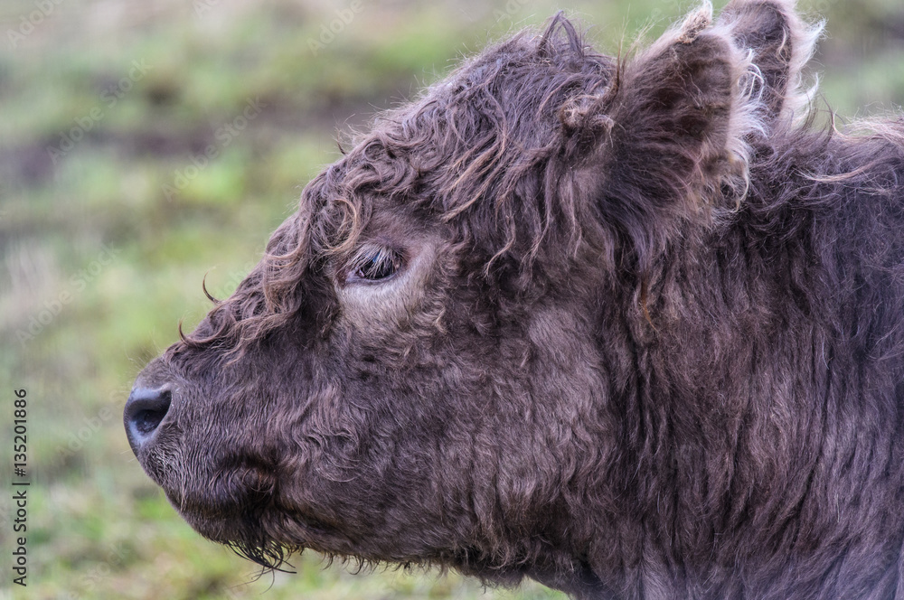 Brown Cow