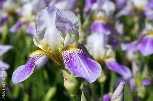 Fototapeta Naklejka Na Ścianę i Meble -    fresh violet irises lit by the sun