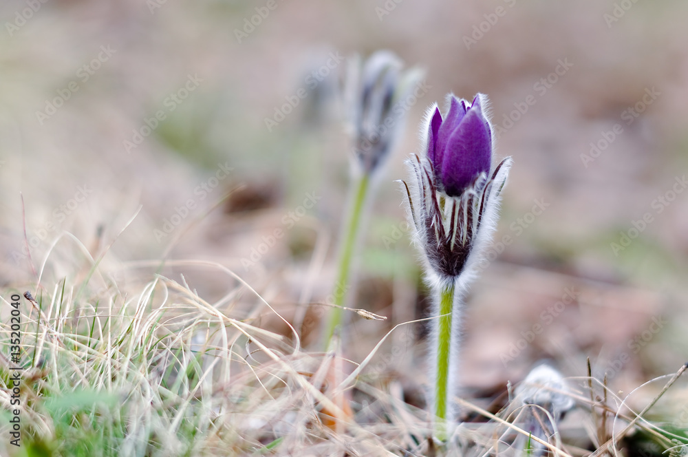 Φωτογραφία burgeon of pasque-flower